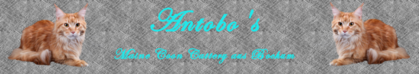 Antobo's Maine Coon